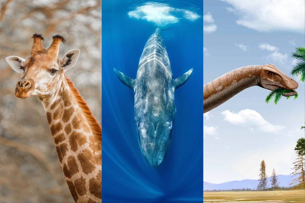 Reaching For The Sky: The Tallest Animal In The World